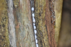 Vertebrata