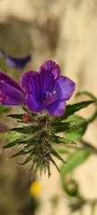 Echium