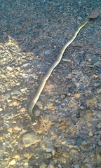 Erythrolamprus melanotus