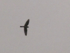 Caprimulgidae