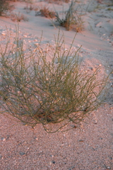 Corispermum nitidum