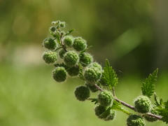 Urtica pilulifera