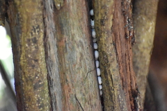 Vertebrata