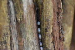 Vertebrata