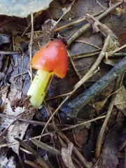 Hygrocybe cuspidata