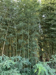 Phyllostachys aurea