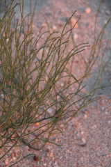 Corispermum nitidum
