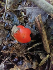 Hygrocybe cuspidata