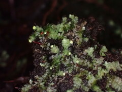 Calypogeia