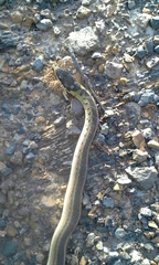 Erythrolamprus melanotus