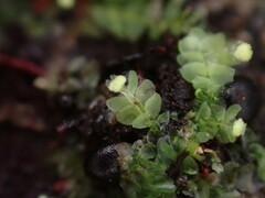 Calypogeia