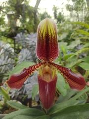 Paphiopedilum