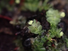 Calypogeia
