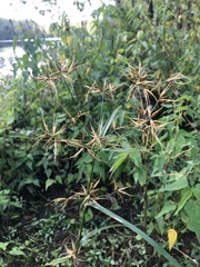 Rhynchospora corniculata