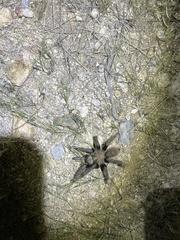 Aphonopelma chalcodes