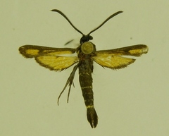 Carmenta aurora