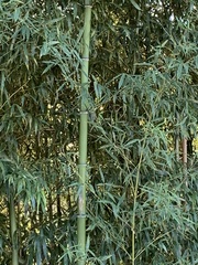 Phyllostachys aurea