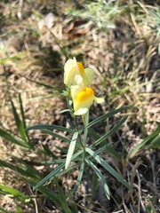 Linaria