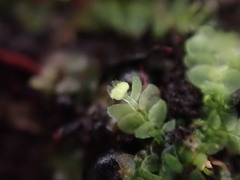 Calypogeia