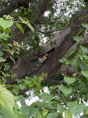 Ortalis poliocephala