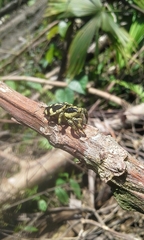 Phiale guttata