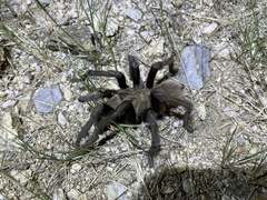 Aphonopelma chalcodes