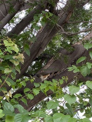 Ortalis poliocephala