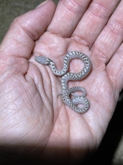 Hypsiglena chlorophaea