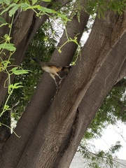 Ortalis poliocephala