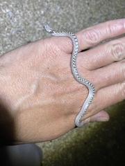 Hypsiglena chlorophaea