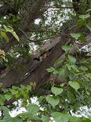 Ortalis poliocephala