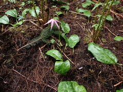 Erythronium revolutum