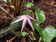 Erythronium revolutum