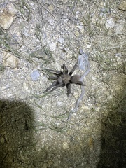 Hypsiglena chlorophaea