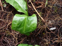 Erythronium revolutum