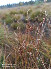 Carex limosa
