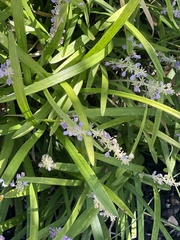 Liriope