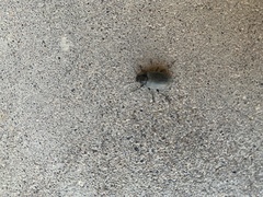 Bothrotes canaliculatus