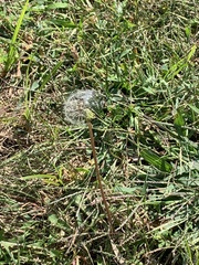 Taraxacum erythrospermum