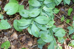 Ruscus hypoglossum