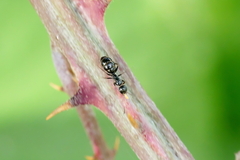 Camponotus piceus