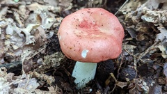Russula emetica