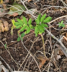 Sambucus canadensis