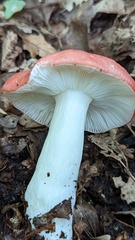 Russula emetica