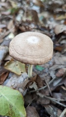Collybiopsis peronata