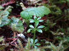 Galium triflorum