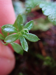 Galium triflorum
