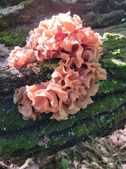 Phaeotremella foliacea