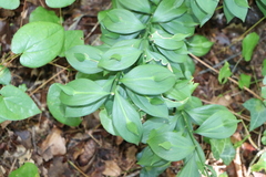 Ruscus hypoglossum