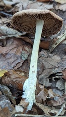 Collybiopsis peronata